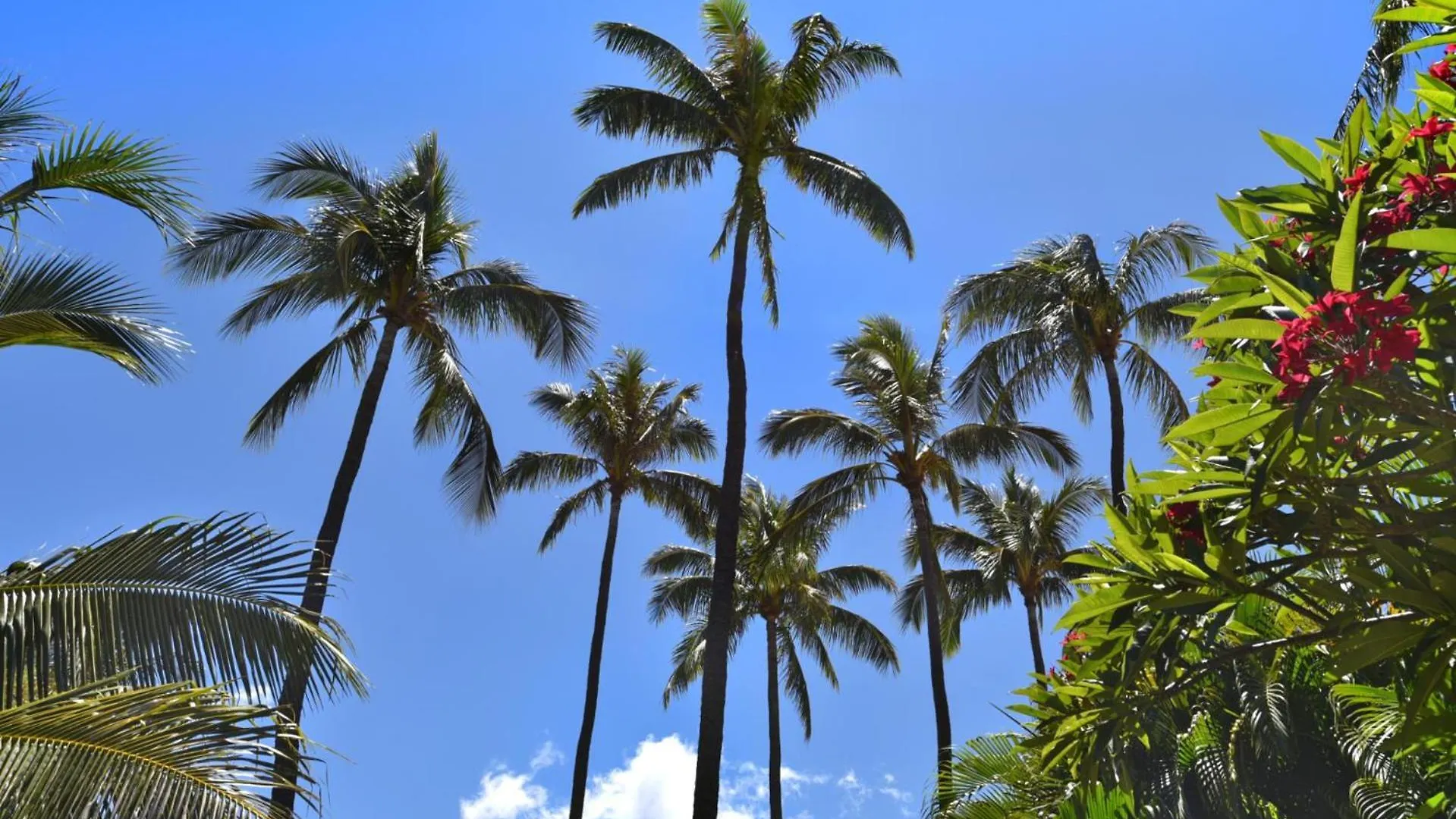 Kbm Resorts Free Car Maui Kaanapali Villas Mkv-C152 Beachfront Resort Upgraded Studio 0*,